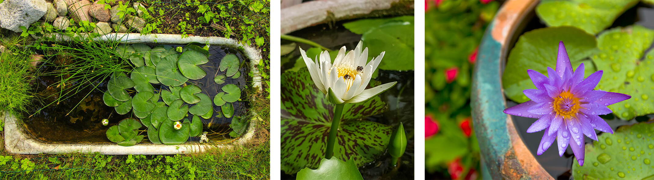 3 images: a bathtub shaped planter in the ground outdoors with a variety of aquatic plants growing inside and rocks and vegetation growing nearby; a close up of a water plant with a white bloom; and a teal and terracotta pot with a purple-blooming aquatic plant growing near bright red flowers