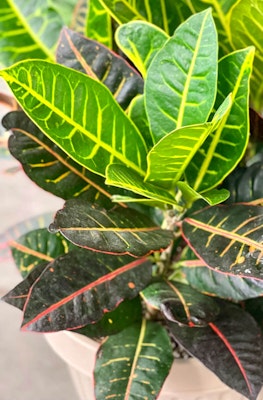 Croton houseplants