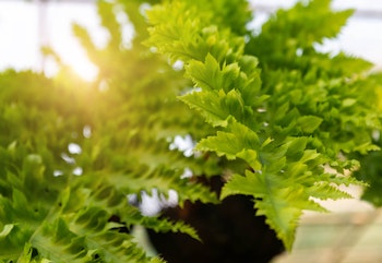 Hanging macho fern houseplant