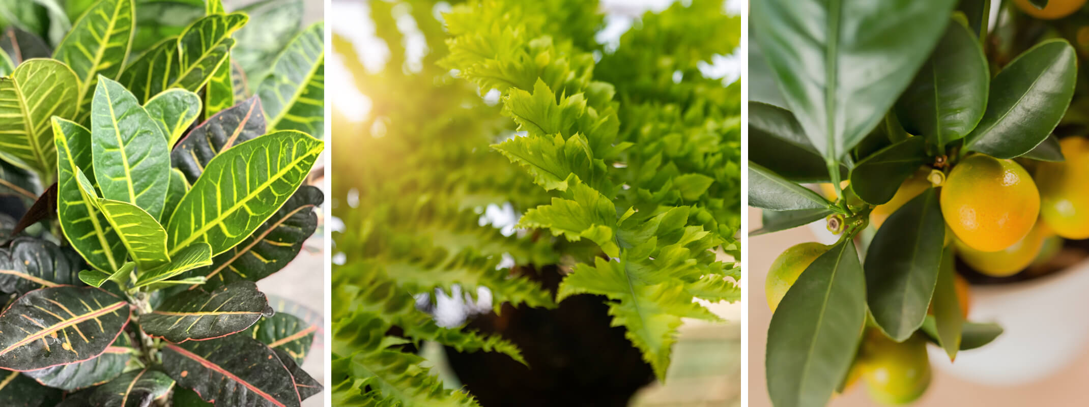 Three images starting with croton houseplant, then macho fern and then potted orange citrus plant