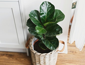 Fiddle leaf fig or ficus lyrata houseplant set inside planter basket sitting on hardood floor in front of white cabinets and curtains