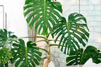 Large monstera deliciosa houseplant in living space