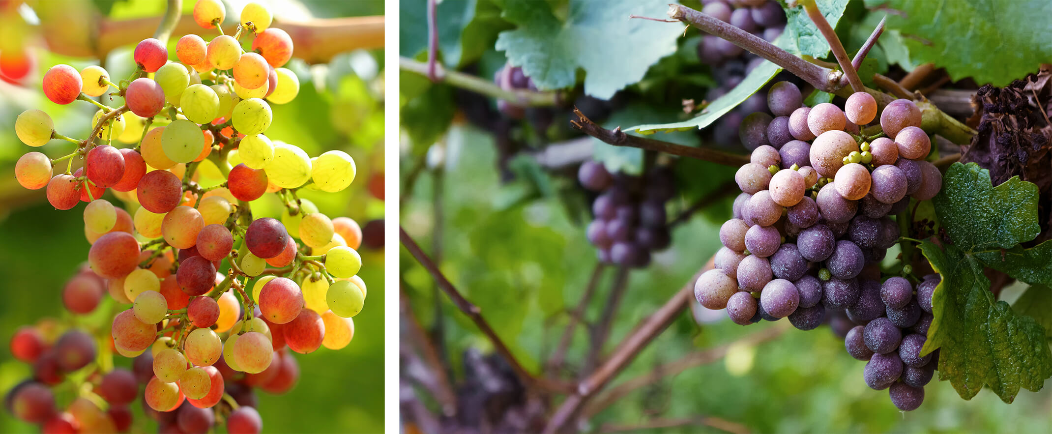 2 images: a closeup of ripening red grapes, and a closeup of purple grapes ripening on the vine