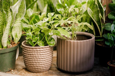 A variety of houseplants - 2 of them in off-light grey textured pots