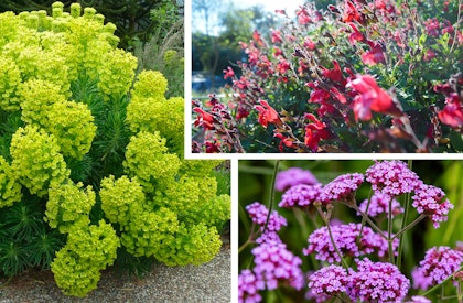 Three Mediterranean plants, spurge, salvia, and verbena