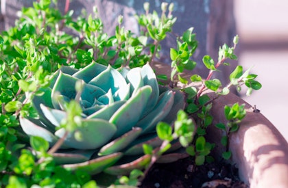 Succulents, including echeveria in terra cotta pot