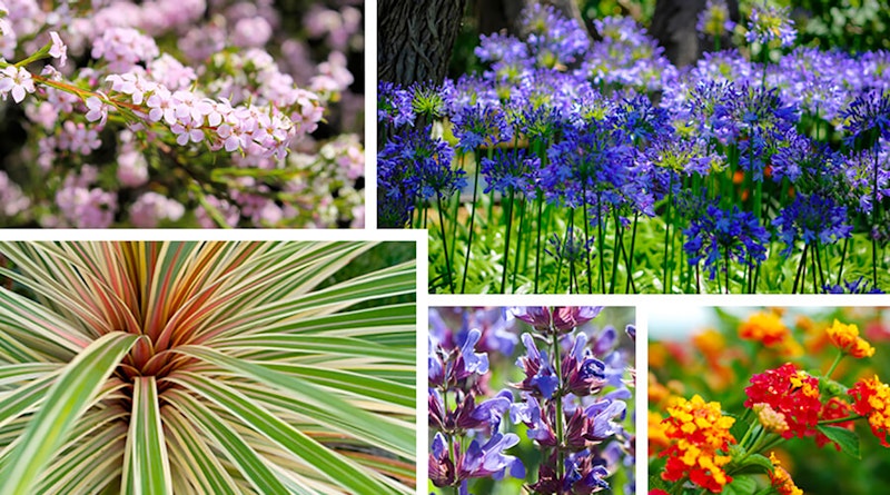 Assorted plants that refuse to droop in the heat starting with coleonema, agapanthus, phormium, salvia and lantana