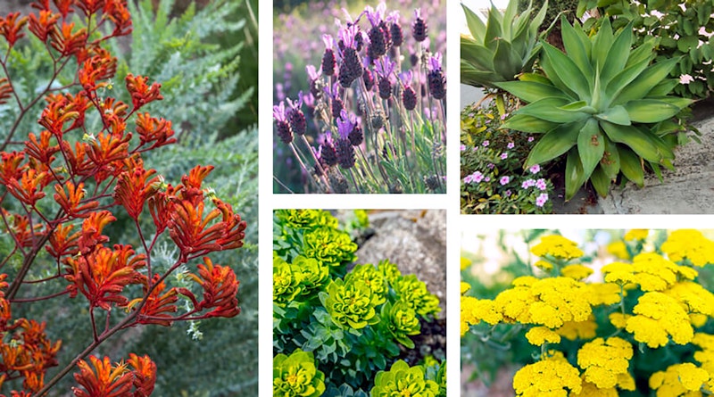 An assortment of Mediterranean plants starting with kangaroo paw, spanish lavender, agave, spurge and yarrow