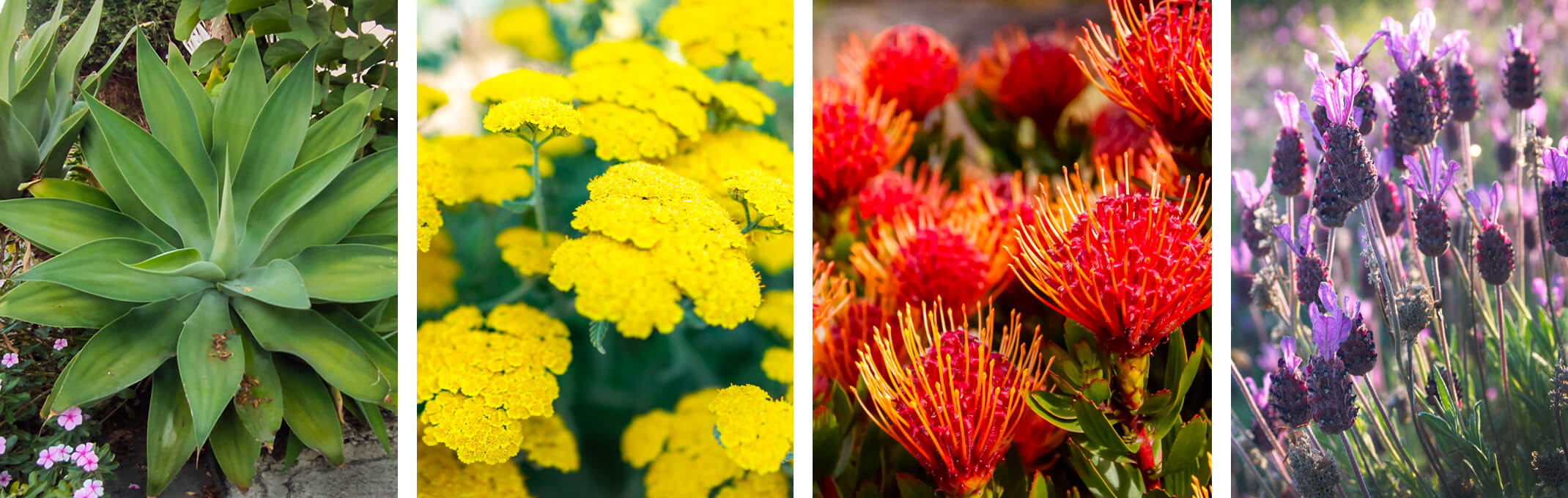 4 drought tolerant plants starting with an agave, then yellow yarrow, red pincushion plant, and spanish lavender