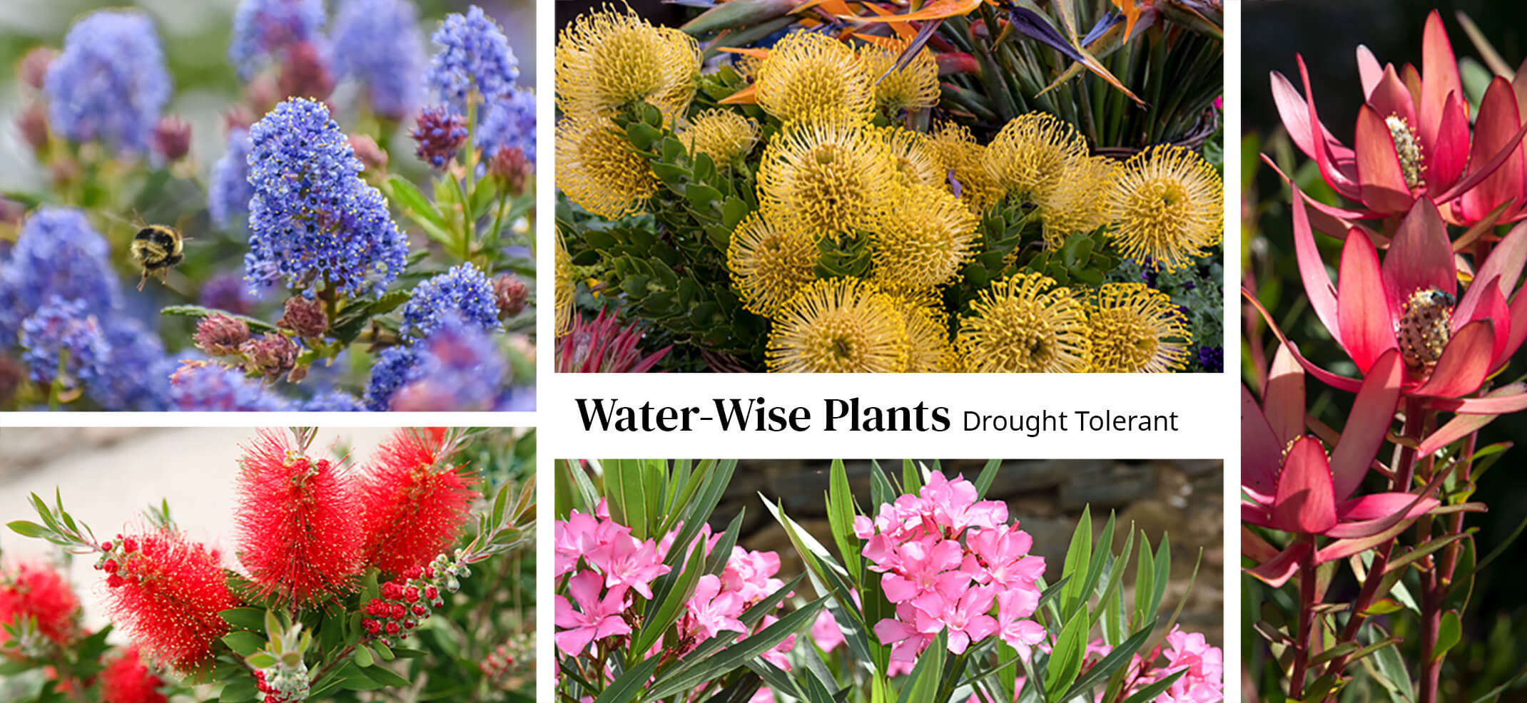 Assorted Perennials water-wise drought tolerant - ceanothus, pincushion, leucadendron, bottlebrush, oleander