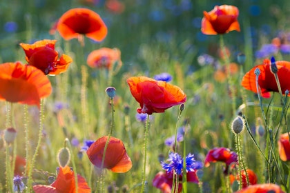 A field of wildflowers, primarily consisting of bright orange-red poppies and purple Barchelor's buttons