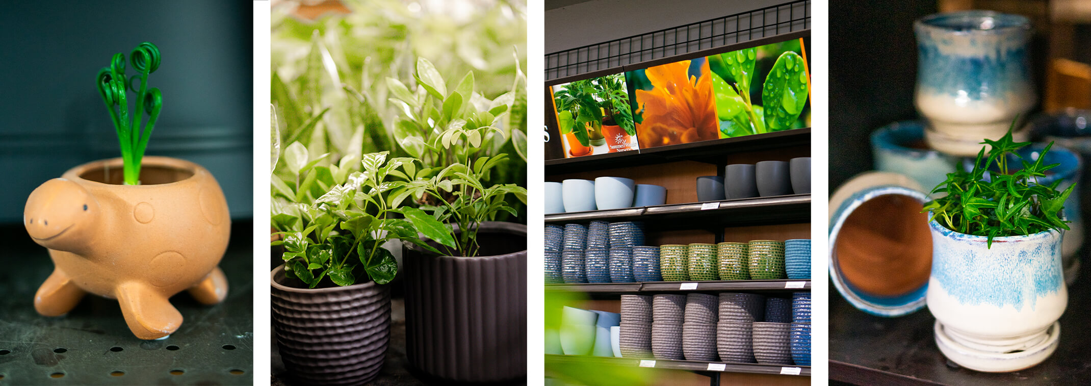 4 images: a closeup of a terracotta turtle pot with a frizzle sizzle plant in it; 2 matte charcoal textured pots with houseplants in them and houseplants behind them; a display wall at SummerWinds with a variety of small houseplant pots on display; closeup of white and blue ceramic pots - one with a small houseplant inside it