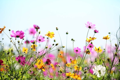 A closeup of a field of pink, yellow and white wildflowers