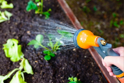A closeup of someone watering plants in their raised garden beds