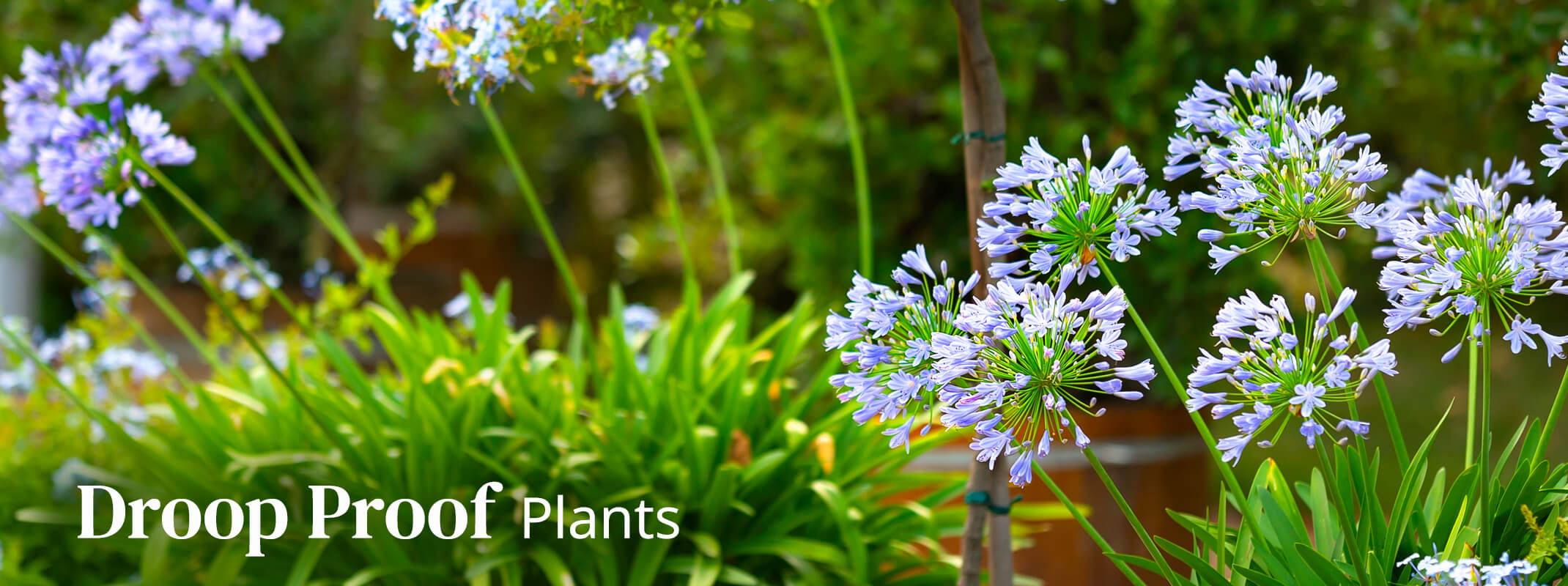 Agapanthus or lily of the nile perennials in a landscape with the words: droop proof plants on the image