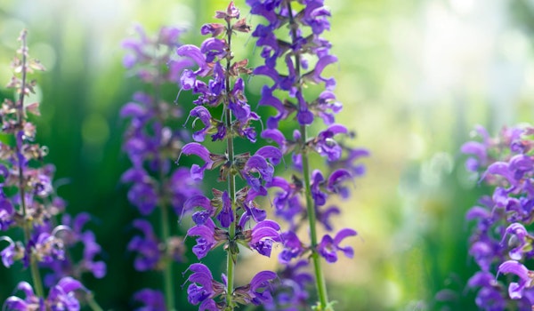 Salvia bumbleberry perennial