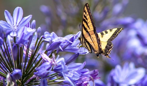 Close up of an agapanthus or lily of the nile perennial with a butterfly sitting on the petals