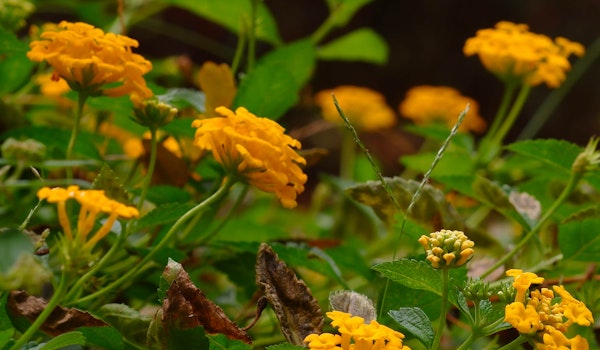 yellow lantana Yellow lantana perennial