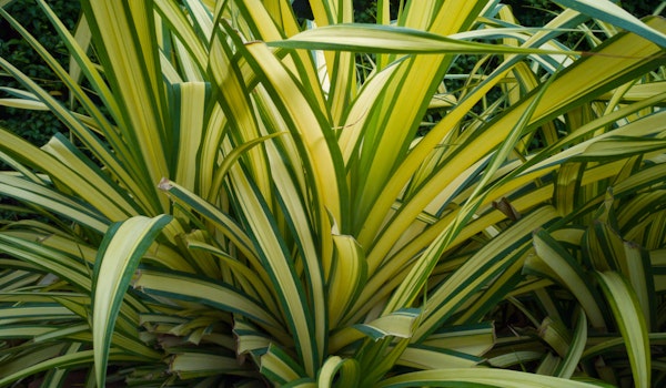 phormium yellow wave or new zealand flax perennial