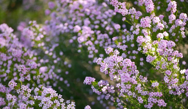 coleoneama shrub with pink blooms