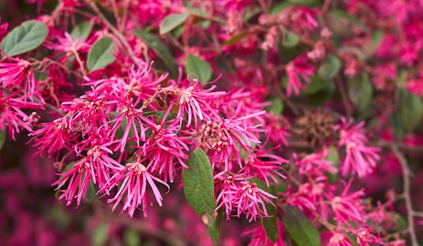 loropetalum shrub