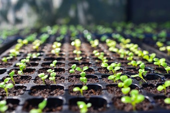 A plastic seed tray with numerous seedlings growing in each square