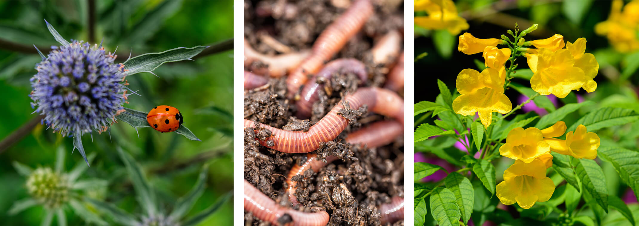 3 images: A ladybug on a thistle; worms in soil; and a yellow tecoma sans plant