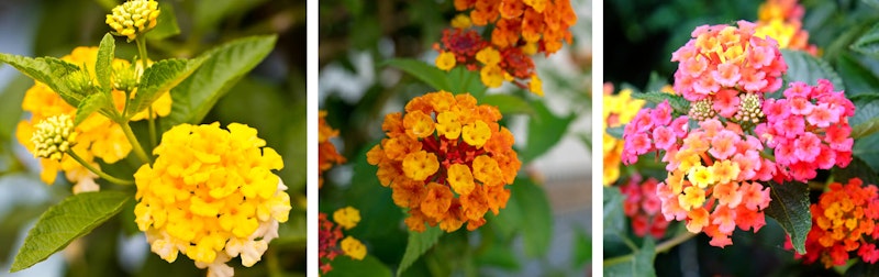 3 varieties of lantana - yellow, orange and pink with orange and yellow