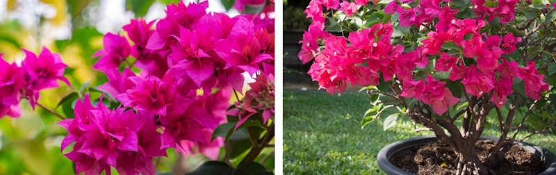 Bright pink bougainvillea up close and potted in a black container