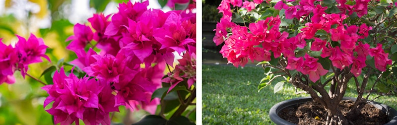 Bright pink bougainvillea up close and potted in a black container