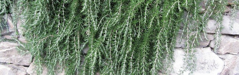 Creeping rosemary growing down over a retainer stone wall