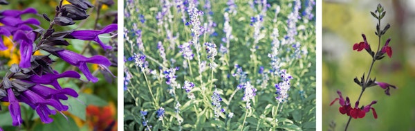 3 different types of salvia