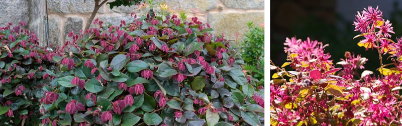 Loropetalum shrub blooming