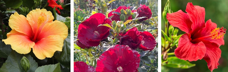 three different hibiscus flowers and colors