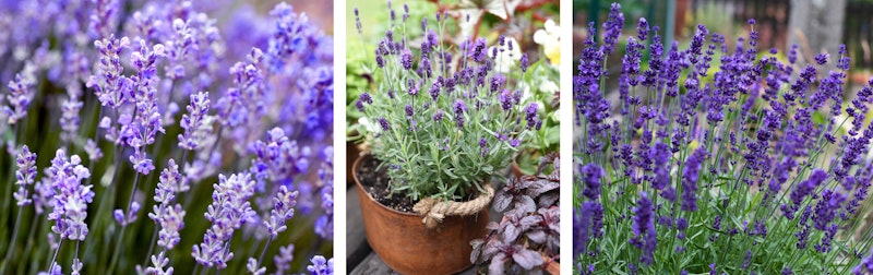 3 different types of lavender - garden, angustifolia potted in metal pot, and hidcote