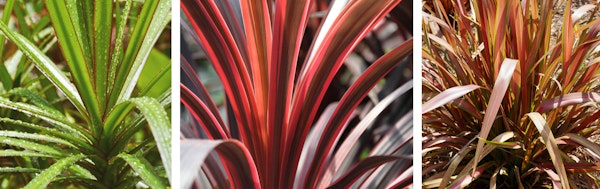 3 different cordylines