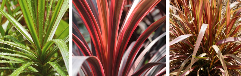 3 different cordylines