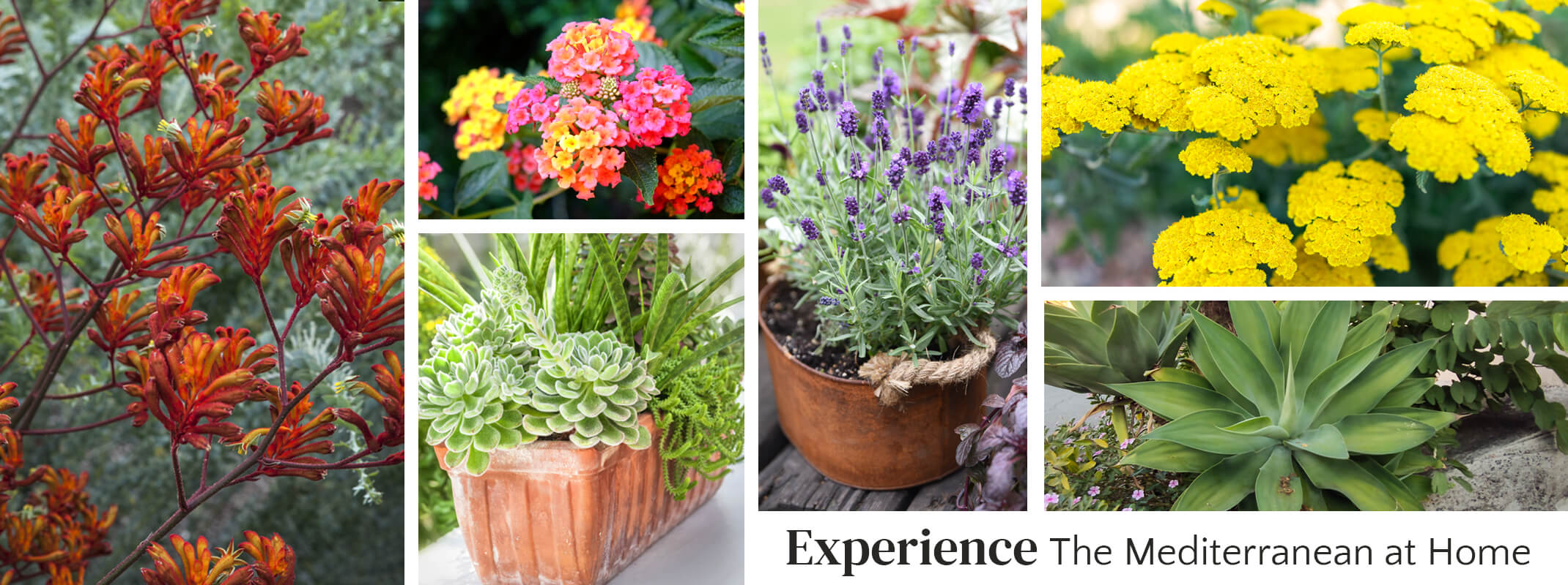 Mediterranean plants that include kangaroo paw, lantana plants, lavender, yarrow, succulents and agave with the words experience the mediterranean at home