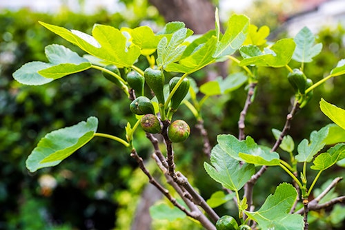 brown turkey fig tree with fruit