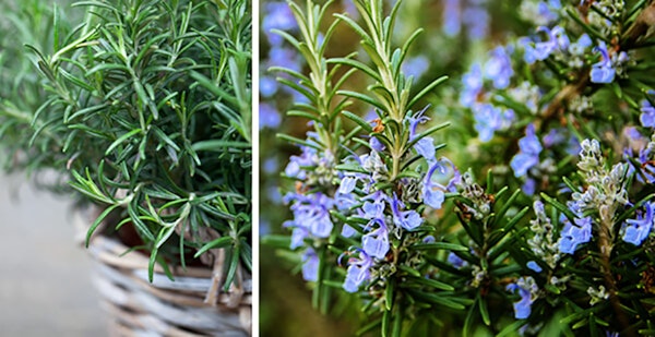rosemary in basket and blooming rosemary close up