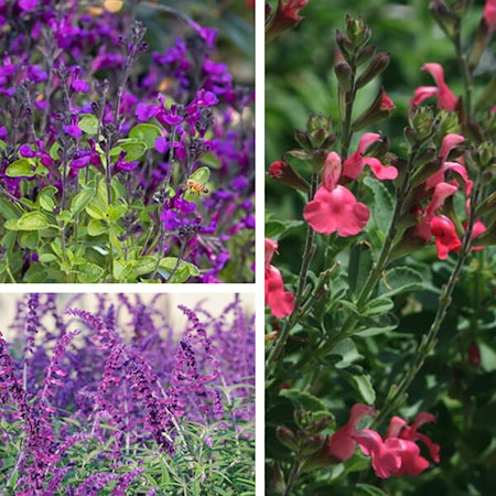 3 different types of salvia