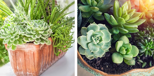 succulents and aloe in a terra cotta pot and wavy pot with a terra cotta color and green paint