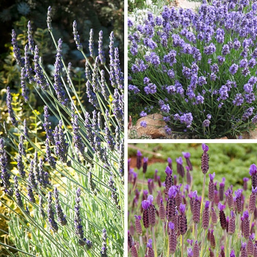 3 different varieties of lavender, spanish, hidcote and thumbelina leigh