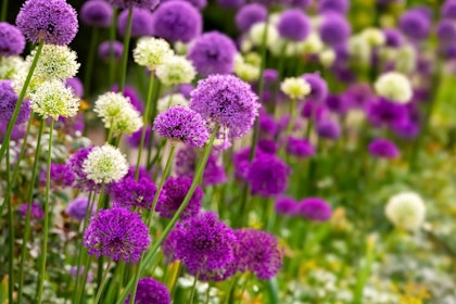 A closeup of purple and white allium bulbs in bloom in a garden