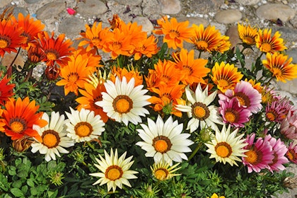 A closeup of red, orange, white, pink and yellow gazania flowers in bloom near rocks