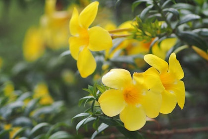 A closeup of yellow Carolina jessamine flowers in bloom