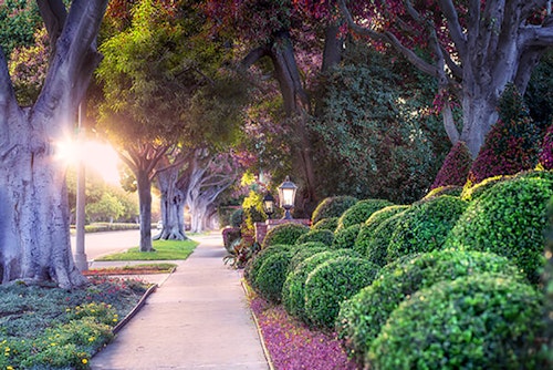 sidewalk scene with trees on left and boxwood shrubs on right