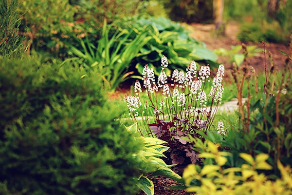 Shade plants in a landscape, including heuchera and hostas