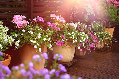 Multiple container gardens in a row with pink and white geraniums and calibrachoas