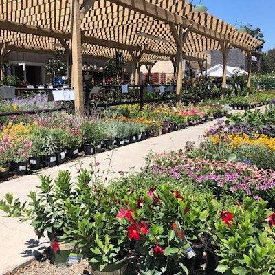 Potted plants outside